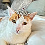 Pinky is registered to the contest to win money with this photo: animal, bed, cat, cozy, cute, ears, eyes, fur, home, indoor, jewelry, nose, orange, paws, pet, resting, royalty, tiara, whiskers, white