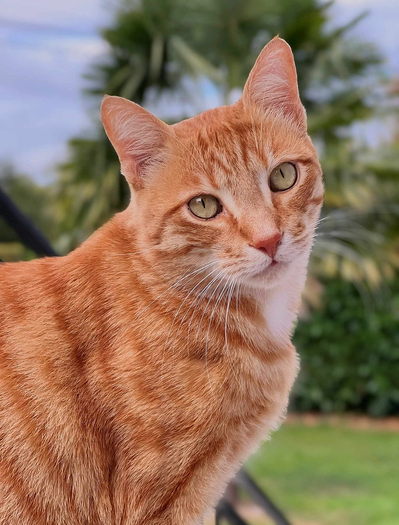 Cookie a rejoint le concours — aidez-le/la à gagner de superbes lots ! animal, background_blur, cat, close_up, curious, cute, daylight, ears, feline, fur, garden, green_eyes, mammal, nature, orange_tabby, outdoor, pets, portrait, soft_light, whiskers
