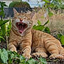 Cookie a rejoint le concours — aidez-le/la à gagner de superbes lots ! animal, cat, close_up, daylight, fur, garden, greenery, leaf, lying_down, mammal, nature, orange_tabby, outdoor, pet, plants, relaxed, teeth, tongue, whiskers, yawning
