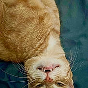 Cookie participe au concours pour gagner de l'argent avec cette photo : animal, cat, closeup, cute, domestic_cat, expression, face, feline, fur, ginger_cat, indoor, lying_down, mischievous, pet, playful, portrait, tabby, teeth, upside_down, whiskers