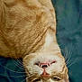 animal, cat, closeup, cute, domestic_cat, expression, face, feline, fur, ginger_cat, indoor, lying_down, mischievous, pet, playful, portrait, tabby, teeth, upside_down, whiskers