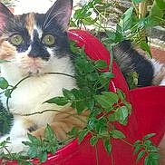 June participe au concours pour gagner de l'argent avec cette photo : cat, calico_cat, plant, red_planter, green_leaves, garden, outdoor, pet, animal, fur, whiskers, ears, curious, nature, relaxing, terracotta_floor, pot, stone_wall, sunlight, domestic_cat