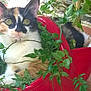 cat, calico_cat, plant, red_planter, green_leaves, garden, outdoor, pet, animal, fur, whiskers, ears, curious, nature, relaxing, terracotta_floor, pot, stone_wall, sunlight, domestic_cat
