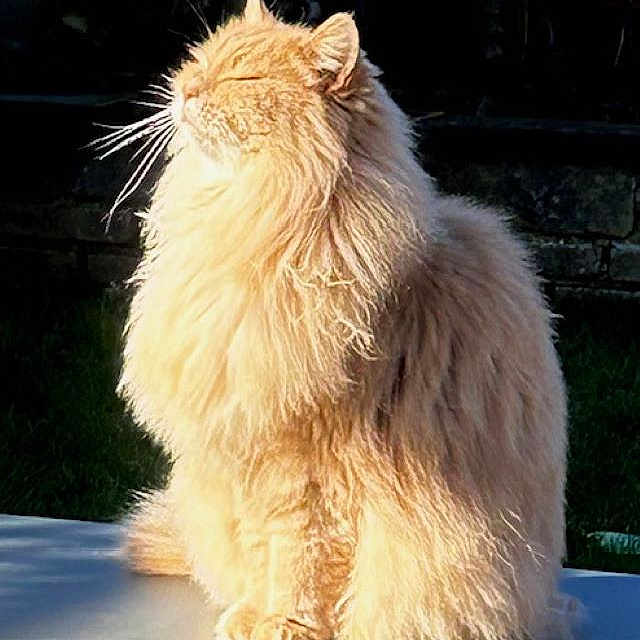 Jasmine is registered to the contest to win money with this photo: angora, animal, cat, grass, kitten, lion, manx, pet, plant, rat, rodent, toy, wood