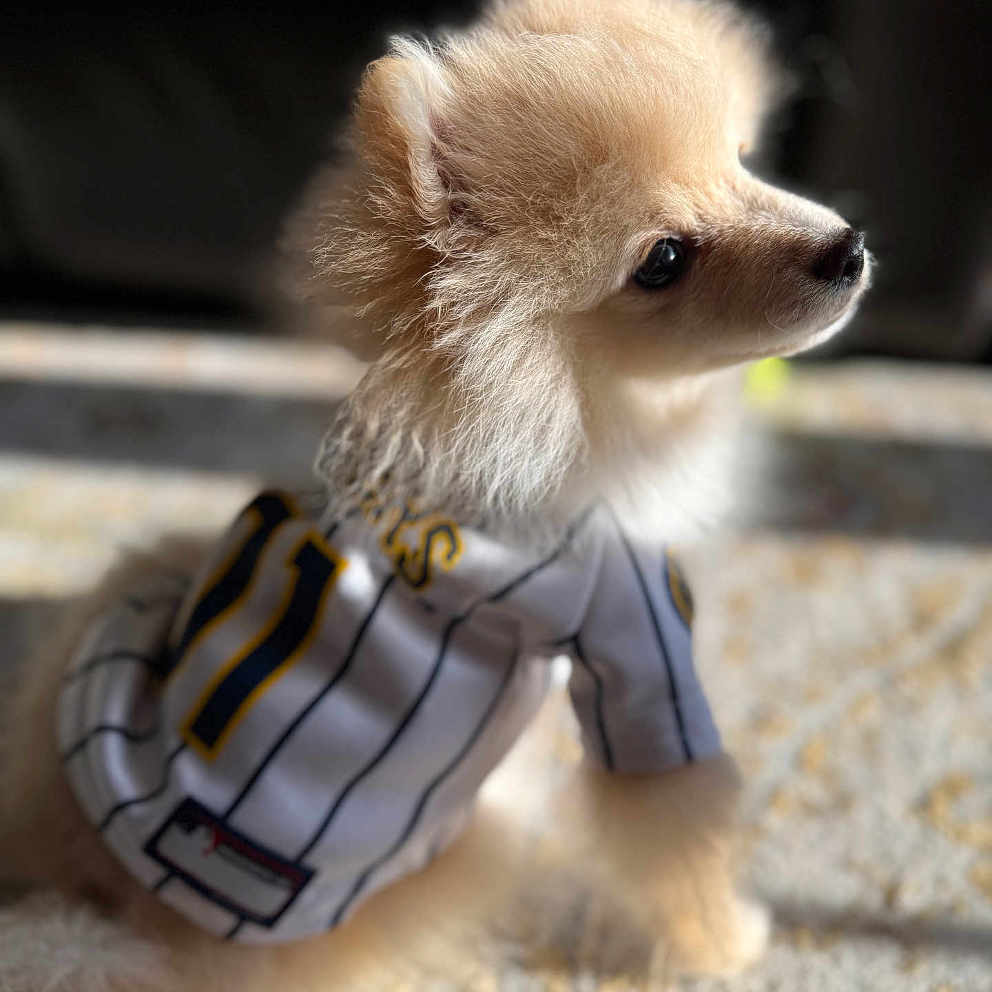 Billy Kunze is registered to the contest to win money with this photo: animal, attention, carpet, clothing, companion, cute, dog, domestic_animal, fluffy, fur, indoor, jersey, mammal, patterned_floor, pet, portrait, side_view, small_dog, soft_light, sunlight