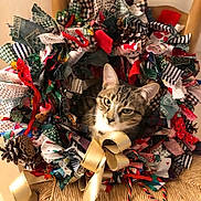 Marcus is registered to the contest to win money with this photo: cat, tabby, wreath, ribbon, pinecone, fabric, patterned, holiday, decor, curious, pet, animal, indoor, closeup, colorful, woven, texture, festive, ornament, cute