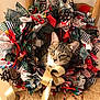 cat, tabby, wreath, ribbon, pinecone, fabric, patterned, holiday, decor, curious, pet, animal, indoor, closeup, colorful, woven, texture, festive, ornament, cute
