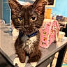 Boots is registered to the contest to win money with this photo: kitten, cat, black_cat, white_paws, blue_collar, bell, table, indoor, pet, curious, wide_eyes, fur, whiskers, pink_bag, patterned_bag, kitchen, background, cute, domestic_animal, young_cat