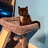 kitten, cat, cat_tree, pet, indoor, furniture, blue_wall, collar, bow_tie, bell, shadow, fluffy, black_cat, white_chest, playful, domestic_animal, cute, young_cat, resting, carpet