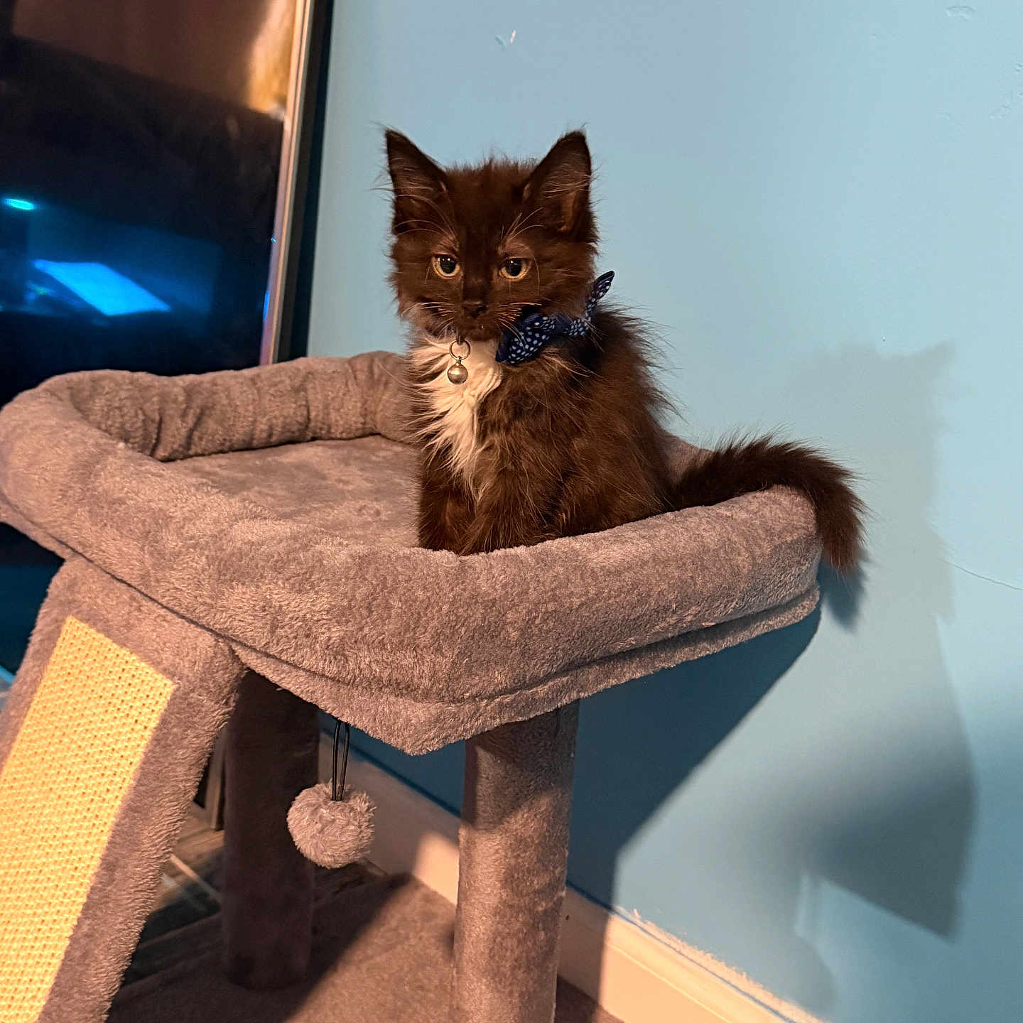 Boots joined the competition — help win amazing prizes! kitten, cat, cat_tree, pet, indoor, furniture, blue_wall, collar, bow_tie, bell, shadow, fluffy, black_cat, white_chest, playful, domestic_animal, cute, young_cat, resting, carpet