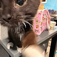 Boots joined the competition — help win amazing prizes! cat, close_up, whiskers, curious, blurred_background, table, pink_bag, kitchen, indoor, pet, feline, black_and_white_cat, paw, furry, domestic_animal, household, playful, animal, muzzle, face