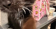 Boots joined the competition — help win amazing prizes! animal, black_and_white_cat, blurred_background, cat, close_up, curious, domestic_animal, face, feline, furry, household, indoor, kitchen, muzzle, paw, pet, pink_bag, playful, table, whiskers