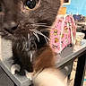 cat, close_up, whiskers, curious, blurred_background, table, pink_bag, kitchen, indoor, pet, feline, black_and_white_cat, paw, furry, domestic_animal, household, playful, animal, muzzle, face
