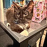 Boots joined the competition — help win amazing prizes! kitten, cat, black_and_white, fur, whiskers, table, indoor, bag, pink, tattoo_style, decor, shelf, bottle, jar, curious, pet, animal, closeup, furniture, domestic