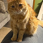 Dani is registered to the contest to win money with this photo: cat, orange_cat, ginger_cat, fluffy, longhaired, pet, animal, feline, sitting, portrait, whiskers, ears, eyes, fur, couch, indoor, bedroom, sunlight, closeup, photography
