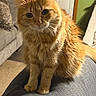 cat, orange_cat, ginger_cat, fluffy, longhaired, pet, animal, feline, sitting, portrait, whiskers, ears, eyes, fur, couch, indoor, bedroom, sunlight, closeup, photography