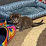 Toots is registered to the contest to win money with this photo: kitten, cat, pet, animal, fluffy, brown_fur, white_markings, blue_eyes, sitting, indoors, pet_bed, paw_prints, carpet, sunlight, shoes, sandals, colorful, playful, cute, portrait
