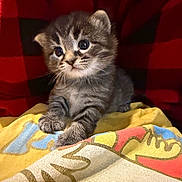 Toots joined the competition — help win amazing prizes! kitten, cat, tabby, gray_fur, blue_eyes, whiskers, ears, animal, pet, cute, fluffy, sitting, portrait, close_up, blanket, colorful, red_background, indoors, adorable, photography