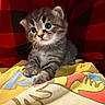kitten, cat, tabby, gray_fur, blue_eyes, whiskers, ears, animal, pet, cute, fluffy, sitting, portrait, close_up, blanket, colorful, red_background, indoors, adorable, photography