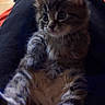 Toots is registered to the contest to win money with this photo: kitten, cat, fluffy, longhaired, tabby, gray_fur, white_fur, blue_eyes, face, whiskers, ears, paw, sitting, indoor, blanket, bed, cozy, portrait, cute, pet