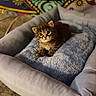 kitten, cat, tabby, pet, animal, sitting, fluffy, brown_fur, striped_fur, large_eyes, indoors, pet_bed, blanket, cushion, cozy, home, colorful_background, portrait, cute, relaxed