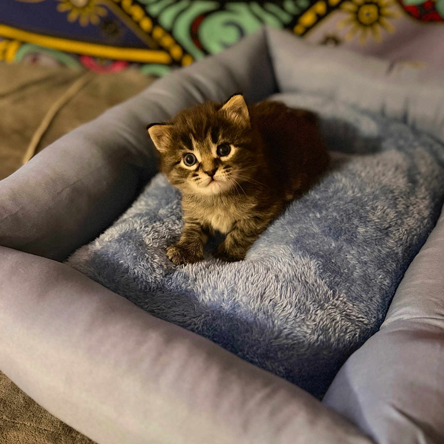 Toots joined the competition — help win amazing prizes! kitten, cat, tabby, pet, animal, sitting, fluffy, brown_fur, striped_fur, large_eyes, indoors, pet_bed, blanket, cushion, cozy, home, colorful_background, portrait, cute, relaxed
