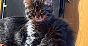Toots joined the competition — help win amazing prizes! cat, kitten, long_hair, fluffy, tabby, black_and_white, animal, pet, feline, sitting, bed, blanket, bedding, indoors, bedroom, sunlight, portrait, whiskers, ears, cozy