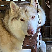 Gypsy Rose joined the competition — help win amazing prizes! animal, brown, calm, chain, closeup, cozy, dog, ears, eyes, face, fur, husky, indoors, nose, pet, portrait, resting, swing, white, wood