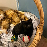 Reggie is registered to the contest to win money with this photo: black_kitten, basket, blanket, stuffed_animal, toy_ball, toy_crinkle, cozy, indoor, pet, feline, soft, cute, small, resting, animal, home, floor, wicker, playful, sleepy