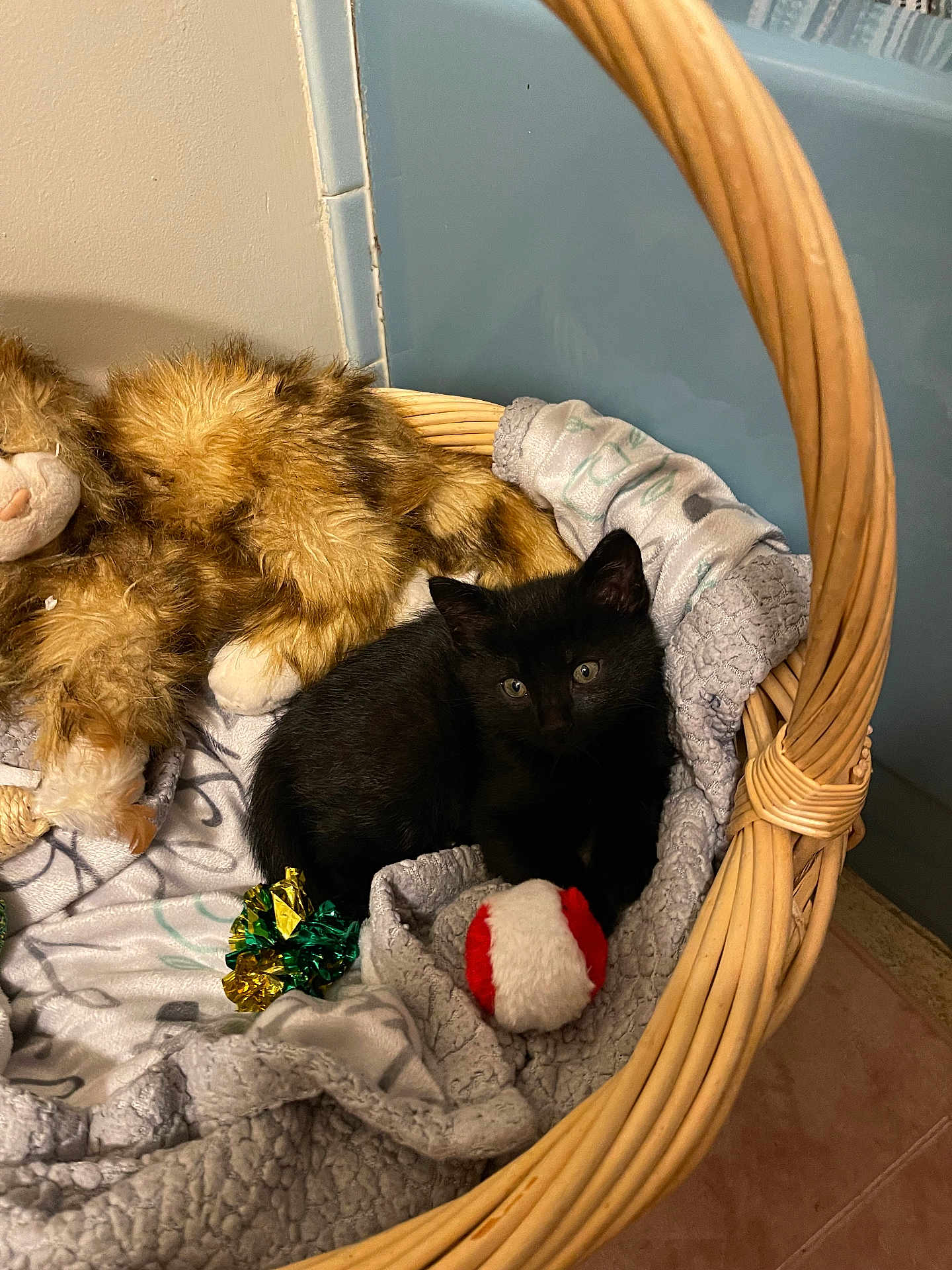 Reggie is registered to the contest to win money with this photo: black_kitten, basket, blanket, stuffed_animal, toy_ball, toy_crinkle, cozy, indoor, pet, feline, soft, cute, small, resting, animal, home, floor, wicker, playful, sleepy