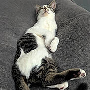 Némésis a rejoint le concours — aidez-le/la à gagner de superbes lots ! animal, blanket, cat, claws, comfort, cozy, cute, domestic, fur, indoor, mammal, paw, pet, relaxed, resting, sleeping, tabby, tail, whiskers, white_fur