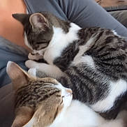 Némésis participe au concours pour gagner de l'argent avec cette photo : cat, tabby_cat, white_cat, pet, sleeping, snuggling, indoor, lap, human, feline, cozy, resting, animal, fur, domestic_animal, cute, companion, relaxation, comfort, closeup