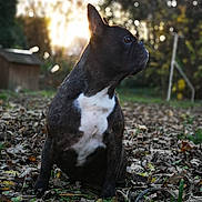 Chanel a rejoint le concours — aidez-le/la à gagner de superbes lots ! bulldog, carnivoran, dog, dog_breed, dog_breed_group, dog_like_mammal, french_bulldog, grass, non_sporting_group, snout, toy_bulldog, tree, whiskers