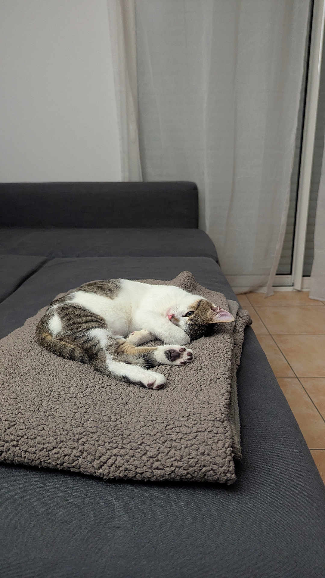 Loki a rejoint le concours — aidez-le/la à gagner de superbes lots ! cat, sleeping, blanket, couch, indoor, pet, feline, resting, cozy, tabby, white, gray, fur, paw, relaxed, home, curled_up, soft_texture, window, tile_floor