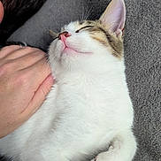 Loki a rejoint le concours — aidez-le/la à gagner de superbes lots ! cat, pet, sleeping, white_fur, tabby, pink_nose, paw, hand, blanket, cozy, relaxed, domestic_animal, whiskers, indoor, fur, cute, closeup, resting, animal, soft