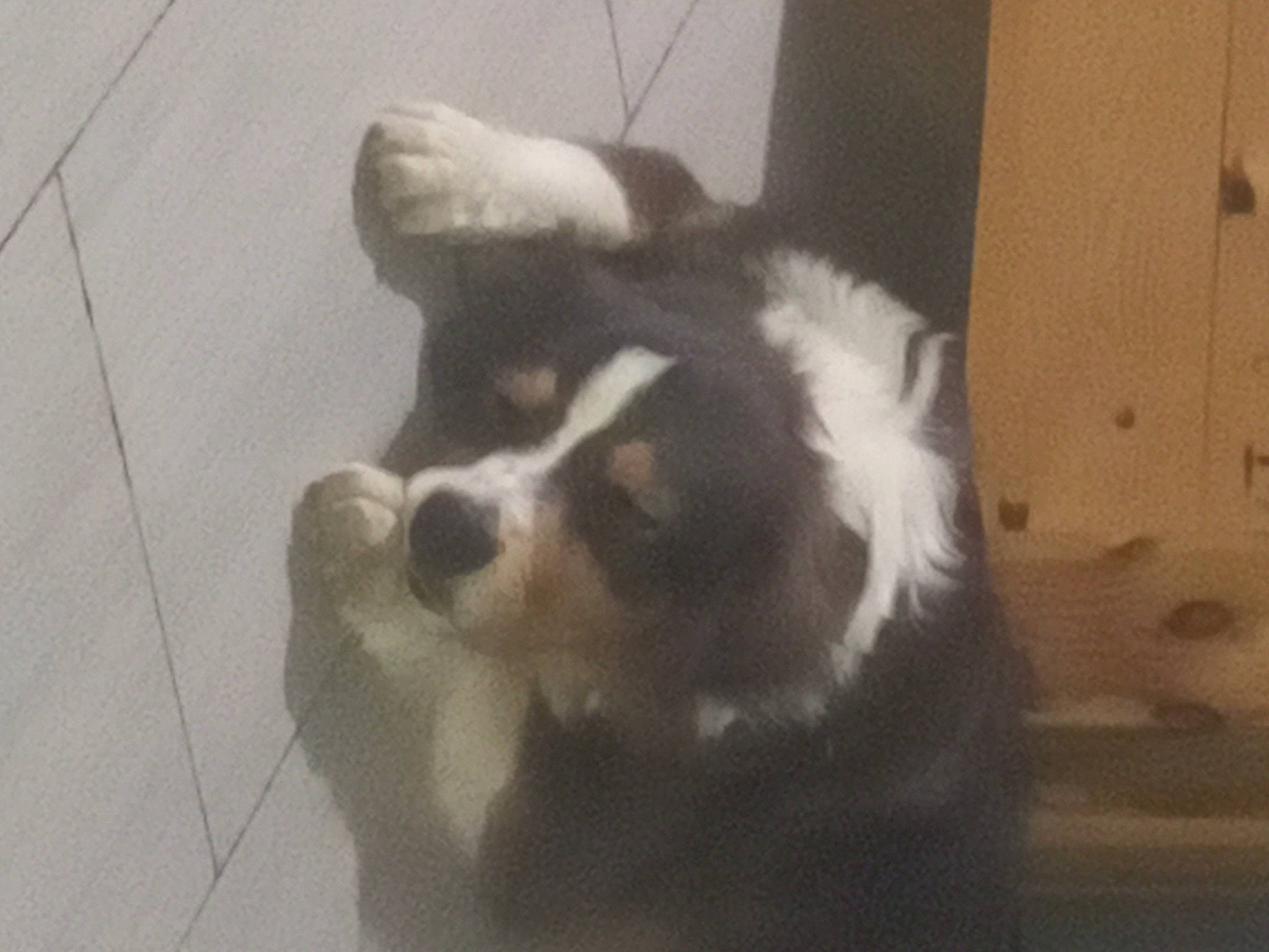 Uppa a rejoint le concours — aidez-le/la à gagner de superbes lots ! bernese_mountain_dog, border_collie, bored, carnivore, companion_dog, corgi_chihuahua, dog, dog_breed, flooring, fur, hardwood, herding_dog, non_sporting_group, tail, terrestrial_animal, toy_dog, whiskers, wood, working_animal, working_dog