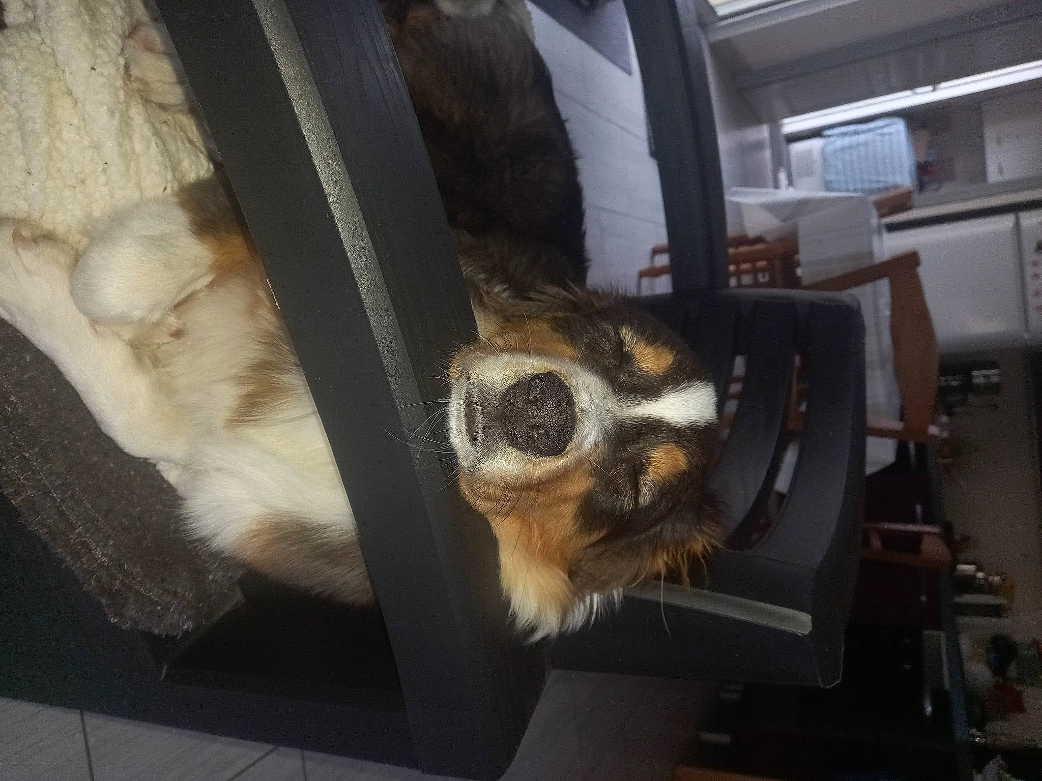 Uppa a rejoint le concours — aidez-le/la à gagner de superbes lots ! animal_shelter, canidae, carnivore, cat, claw, comfort, companion_dog, dog, dog_breed, door, felidae, fur, gas, small_to_medium_sized_cats, snout, sporting_group, tail, vehicle_door, whiskers, window