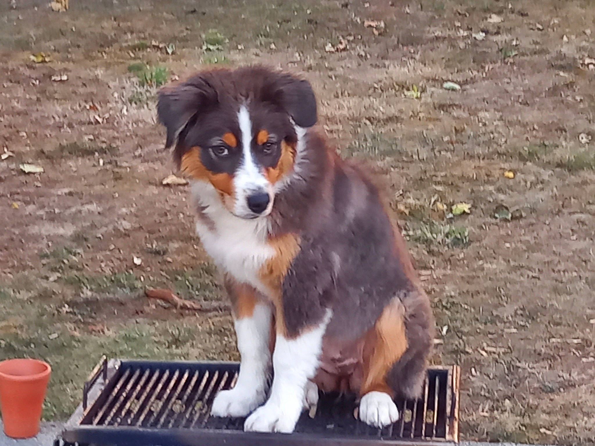 Uppa a rejoint le concours — aidez-le/la à gagner de superbes lots ! australian_collie, bernese_mountain_dog, box, canidae, carnivore, companion_dog, dog, dog_breed, gas, grass, herding_dog, plant, puppy, snout, sporting_group, terrestrial_animal, whiskers, working_animal, working_dog