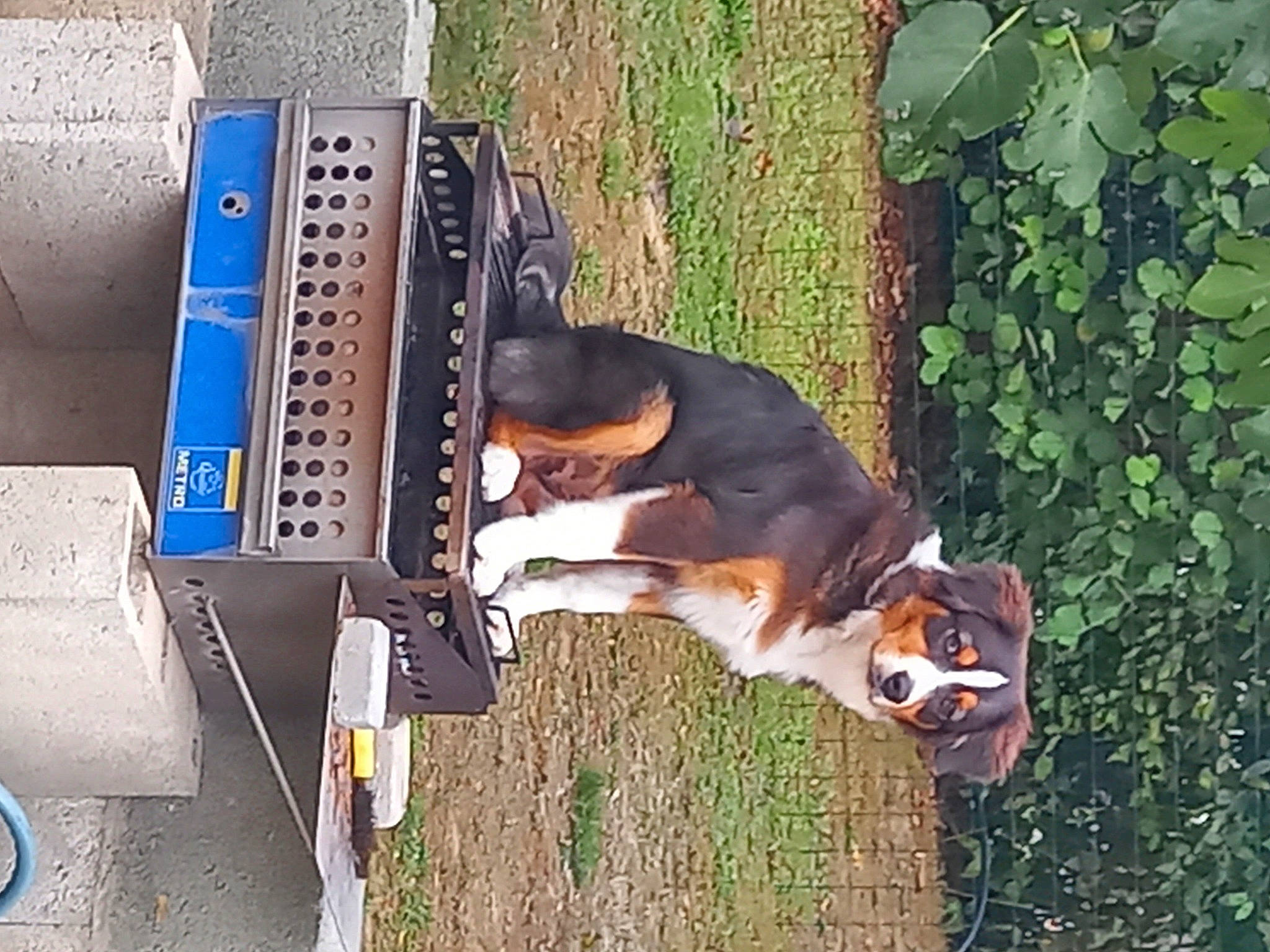 Uppa a rejoint le concours — aidez-le/la à gagner de superbes lots ! canidae, carnivore, collar, companion_dog, dog, dog_breed, fawn, gas, grass, hound, hunting_dog, machine, pet_supply, plant, scent_hound, snout, sporting_group, tail, working_animal, working_dog