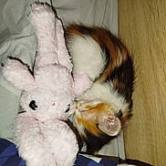 Pumpkin a rejoint le concours — aidez-le/la à gagner de superbes lots ! animal, bed, blanket, bunny, calico, cat, comfort, cozy, cute, domestic, fur, indoor, kitten, pet, rest, sleeping, soft, striped, stuffed_animal, toy