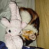 animal, bed, blanket, bunny, calico, cat, comfort, cozy, cute, domestic, fur, indoor, kitten, pet, rest, sleeping, soft, striped, stuffed_animal, toy