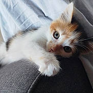 Pumpkin a rejoint le concours — aidez-le/la à gagner de superbes lots ! kitten, cat, calico, feline, pet, cute, paw, couch, indoor, relaxed, whiskers, fur, eyes, young, animal, domestic, soft_light, laying, cozy, curious