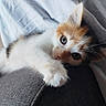 kitten, cat, calico, feline, pet, cute, paw, couch, indoor, relaxed, whiskers, fur, eyes, young, animal, domestic, soft_light, laying, cozy, curious