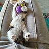 kitten, cat, sleeping, toy, purple, lap, paws, fur, cute, pet, indoor, relaxing, cozy, small, claws, animal, whiskers, light, comfort, peaceful
