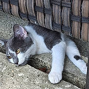 Lenny is registered to the contest to win money with this photo: cat, gray_cat, white_cat, pet, animal, feline, resting, concrete, floor, woven_chair, wooden_chair, outdoor, paw, curious, closeup, texture, relaxed, side_view, whiskers, ears