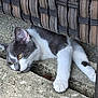 cat, gray_cat, white_cat, pet, animal, feline, resting, concrete, floor, woven_chair, wooden_chair, outdoor, paw, curious, closeup, texture, relaxed, side_view, whiskers, ears