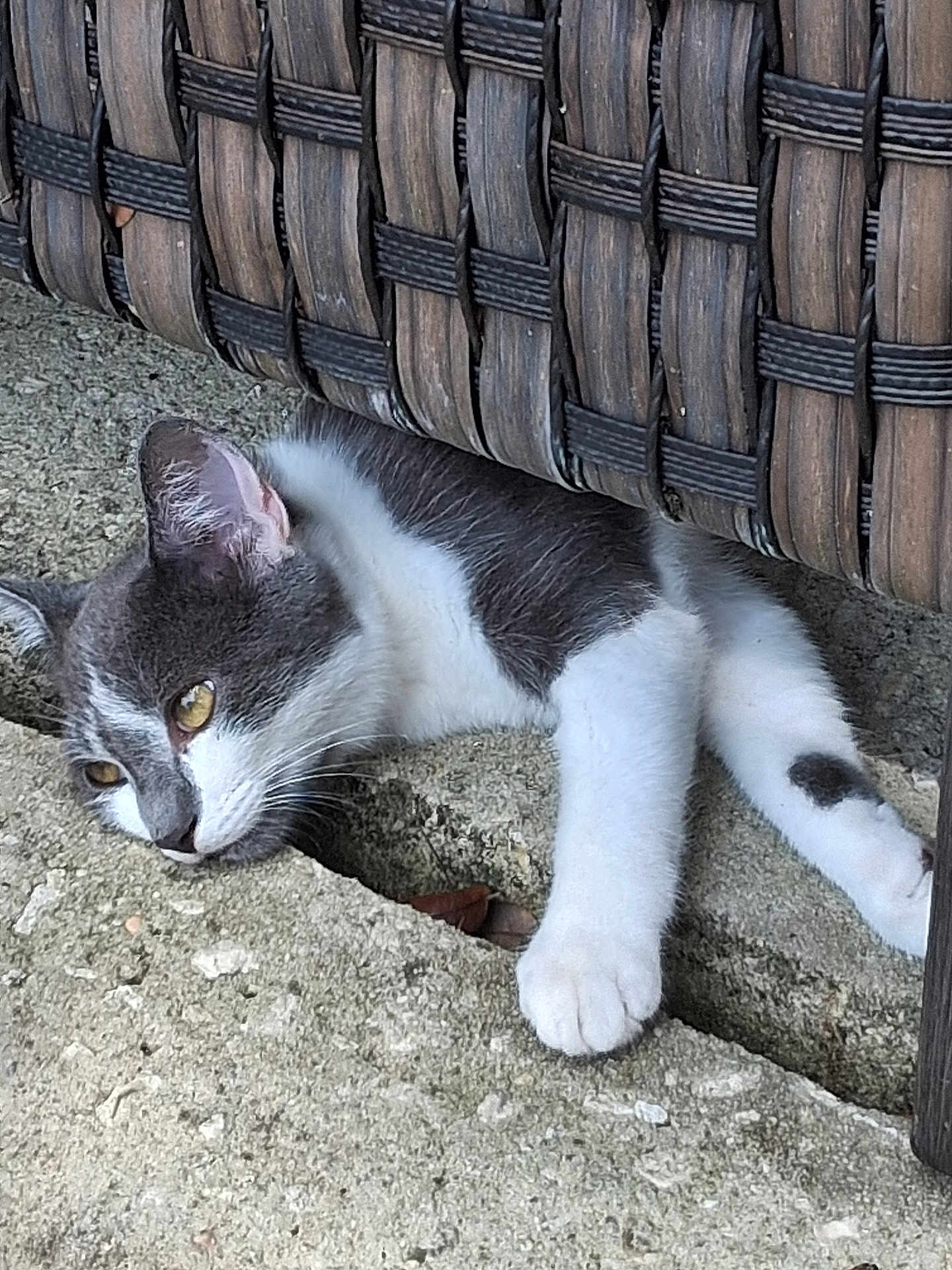 Lenny is registered to the contest to win money with this photo: cat, gray_cat, white_cat, pet, animal, feline, resting, concrete, floor, woven_chair, wooden_chair, outdoor, paw, curious, closeup, texture, relaxed, side_view, whiskers, ears