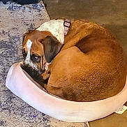 Dottie May joined the competition — help win amazing prizes! animal, bed, brown_dog, carpet, collar, comfortable, couch, cozy, curled_up, dog, floor, furniture, home, indoor, pet, quiet, relaxing, resting, rug, sleepy