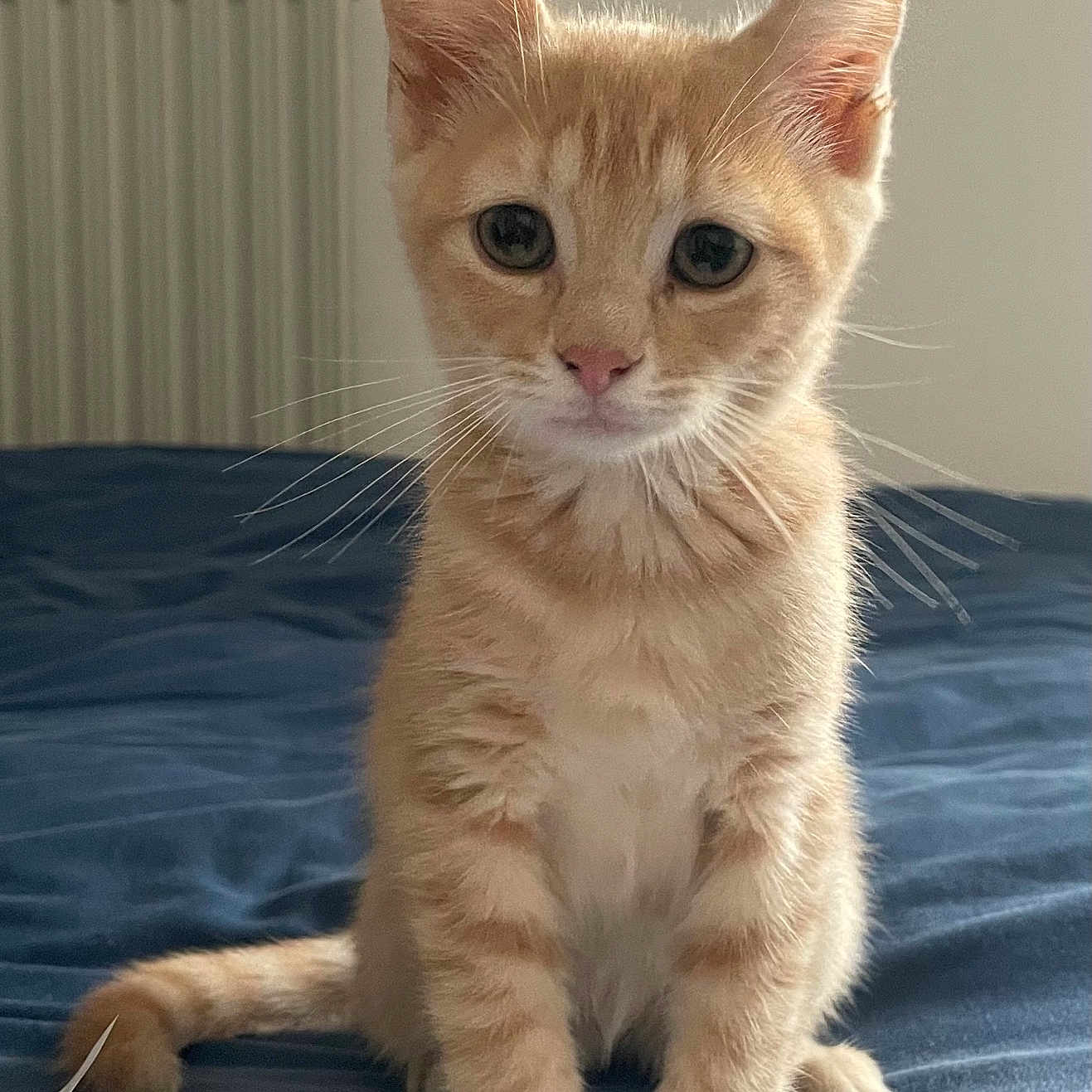 Festy a rejoint le concours — aidez-le/la à gagner de superbes lots ! animal, bed, blue_bedspread, cat, closeup, curious, domestic_cat, ears, envelope, fur, indoor, kitten, looking, orange_tabby, paper, paws, pet, sitting, whiskers, young