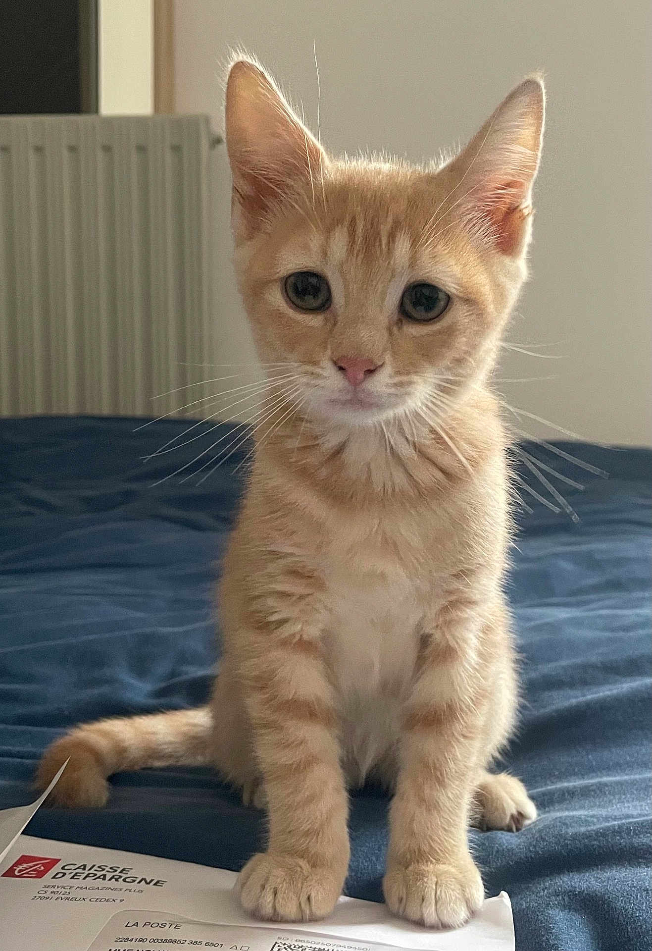 Festy a rejoint le concours — aidez-le/la à gagner de superbes lots ! animal, bed, blue_bedspread, cat, closeup, curious, domestic_cat, ears, envelope, fur, indoor, kitten, looking, orange_tabby, paper, paws, pet, sitting, whiskers, young